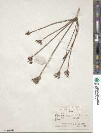 Rhododendron oblongifolium image