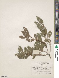 Rhododendron oblongifolium image