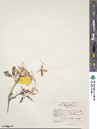 Rhododendron prinophyllum image