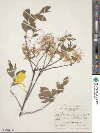 Rhododendron prinophyllum image