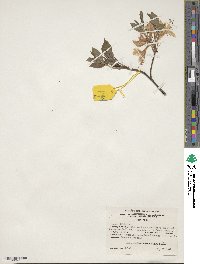 Rhododendron prinophyllum image