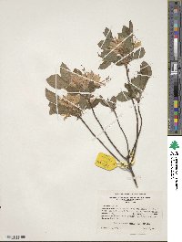 Rhododendron prinophyllum image