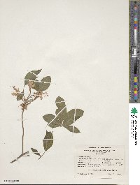 Rhododendron prinophyllum image