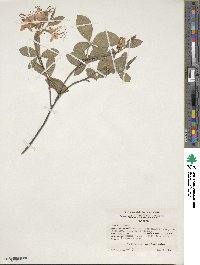 Rhododendron prinophyllum image