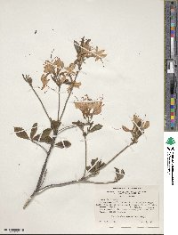 Rhododendron prinophyllum image