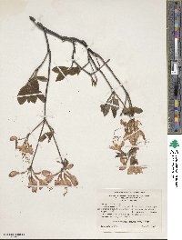 Rhododendron prinophyllum image