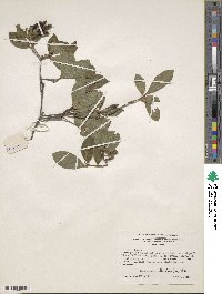 Rhododendron oblongifolium image