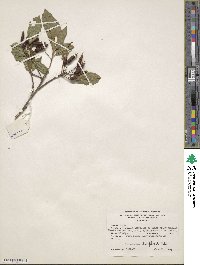 Rhododendron oblongifolium image