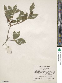 Rhododendron oblongifolium image