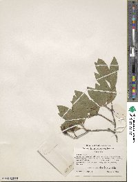 Rhododendron oblongifolium image