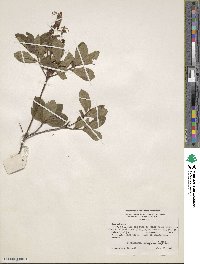 Rhododendron oblongifolium image