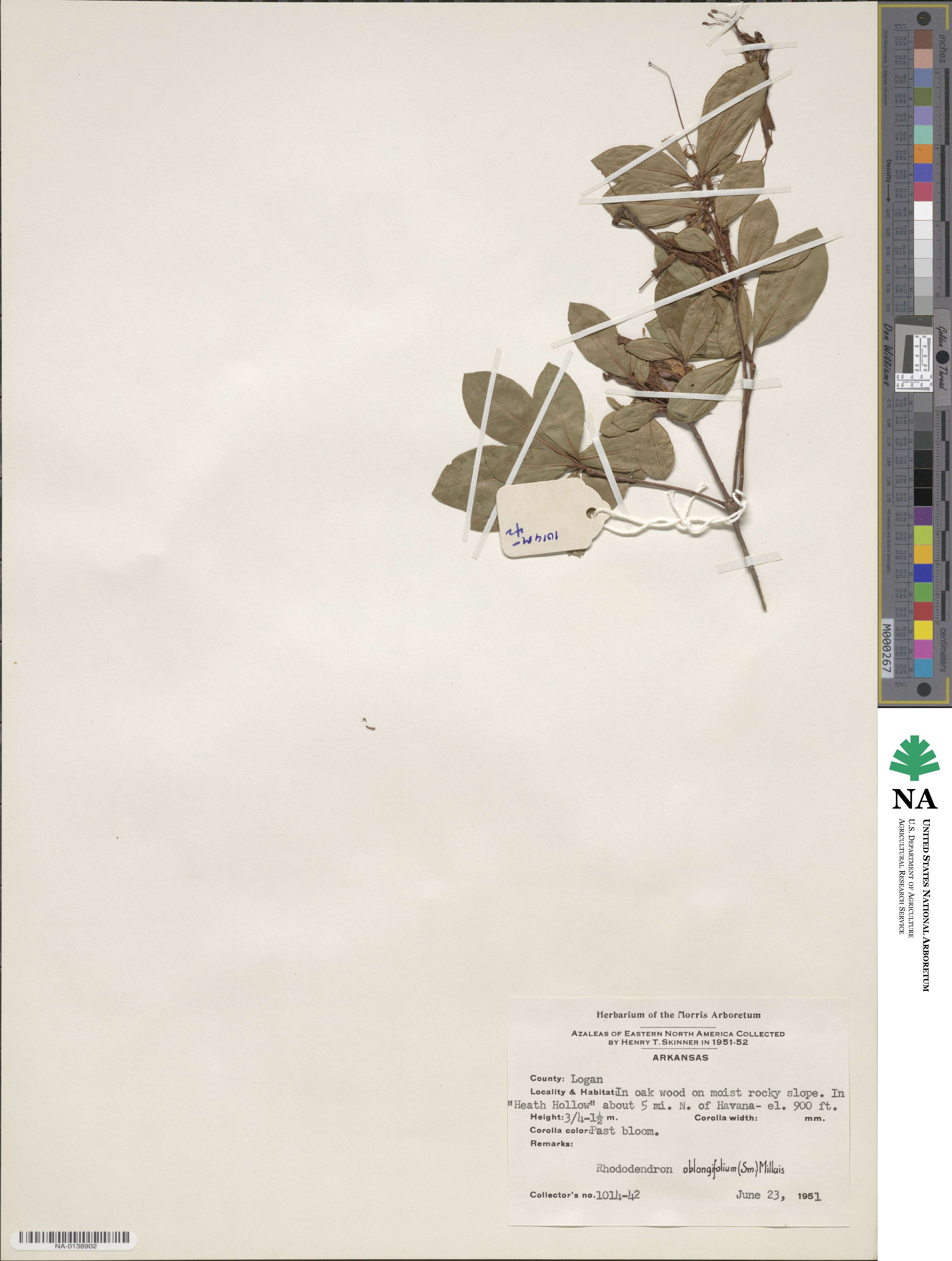 Rhododendron oblongifolium image