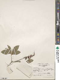 Rhododendron oblongifolium image