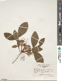 Rhododendron prunifolium image