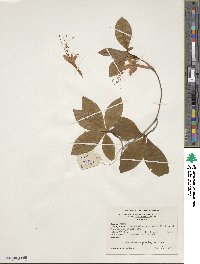 Rhododendron prunifolium image