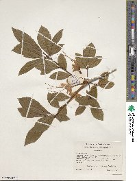 Rhododendron prunifolium image