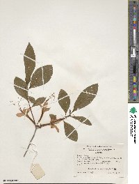 Rhododendron prunifolium image