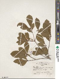 Rhododendron prunifolium image