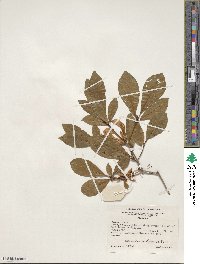 Rhododendron prunifolium image