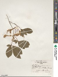 Rhododendron prunifolium image