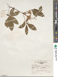 Rhododendron prunifolium image