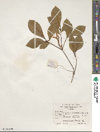 Rhododendron prunifolium image