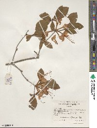 Rhododendron prunifolium image