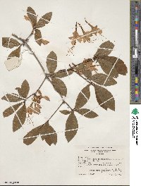Rhododendron prunifolium image