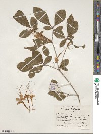 Rhododendron prunifolium image