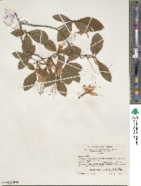 Rhododendron prunifolium image
