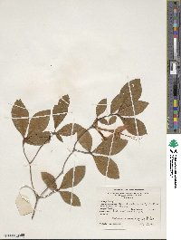 Rhododendron prunifolium image
