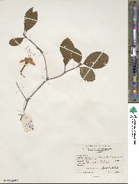 Rhododendron prunifolium image