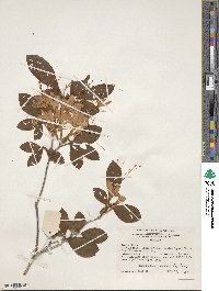 Rhododendron prunifolium image