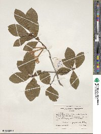 Rhododendron prunifolium image