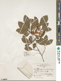 Rhododendron prunifolium image
