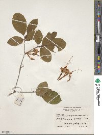 Rhododendron prunifolium image