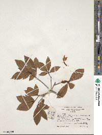 Rhododendron prunifolium image