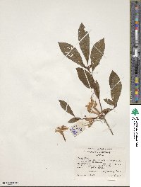 Rhododendron prunifolium image