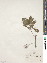 Rhododendron prunifolium image