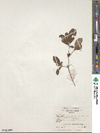 Rhododendron prunifolium image