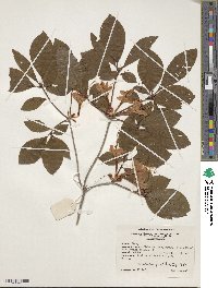 Rhododendron prunifolium image