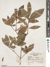 Rhododendron prunifolium image