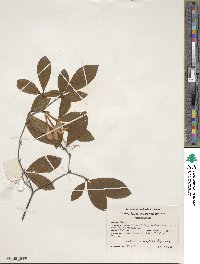 Rhododendron prunifolium image