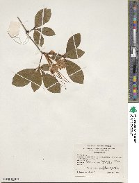 Rhododendron prunifolium image