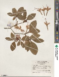 Rhododendron prunifolium image