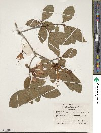 Rhododendron prunifolium image