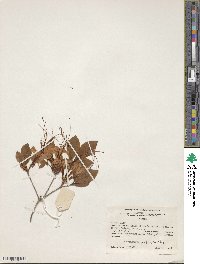 Rhododendron prunifolium image
