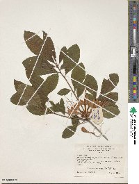Rhododendron prunifolium image
