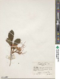 Rhododendron prunifolium image