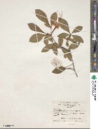 Rhododendron prunifolium image